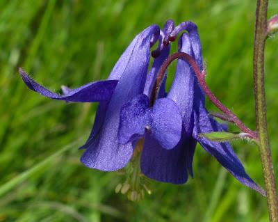 Bleu intense ou violette, l'Ancolie commune