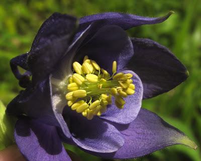 Bleu intense ou violette, l'Ancolie commune