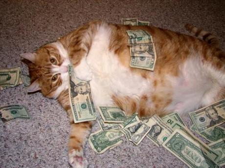 cat-lol-money-photography-rich-Favim.com-88800