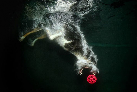 Prendre des photos de chiens sous l’eau, c’est rigolo
