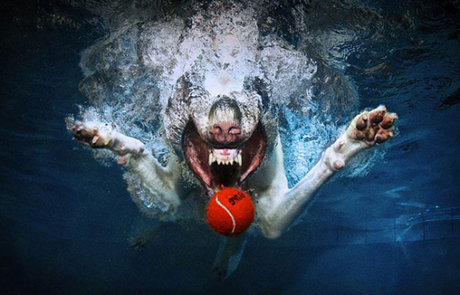 Prendre des photos de chiens sous l’eau, c’est rigolo