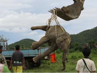 Thaïlande : Eléphant sauvage électrocuté à mort
