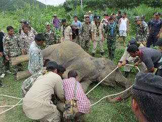 Thaïlande : Eléphant sauvage électrocuté à mort