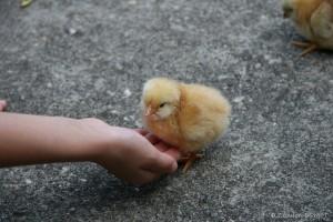 Auto-entrepreneurs : une mort annoncée