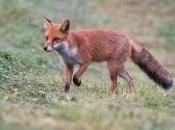 Sans douter présence d’un photographe embusqué, magnifique renard passe quelques mètres affût crépuscule beau soir d’été…
