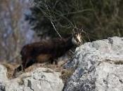 Lorsque l’herbe manque hauteurs, chamois s’approchent parfois très près villages pour trouver subsistance…
