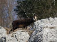 Lorsque l’herbe manque sur les hauteurs, les chamois s’approchent parfois très près des villages pour trouver de la subsistance…