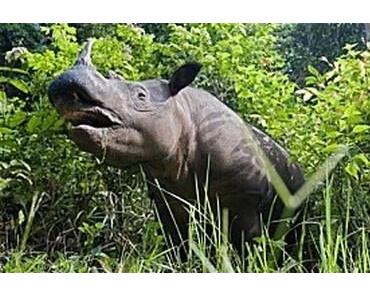 C’est fait, les humains ont tué le tout dernier rhinocéros du Mozambique