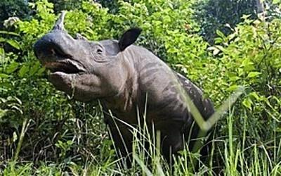 C’est fait, les humains ont tué le tout dernier rhinocéros du Mozambique
