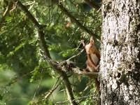 Ecureuil roux juché sur un sapin dans la réserve du Creux-du-Van
