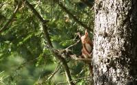 Ecureuil roux juché sur un sapin dans la réserve du Creux-du-Van