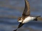 Lire classiques Louise Michel