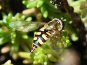 Leurs larves aphidiphages sont utiles jardin