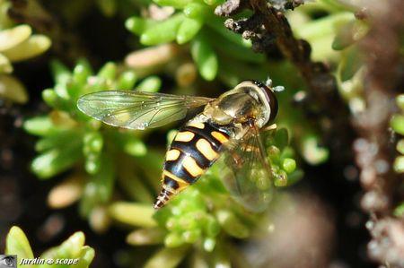 Syrphe des corolles • Eupeodes corollae