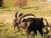 Lors du rut, le bouquetin mâle adopte cette position caractéristique au contact des femelles…