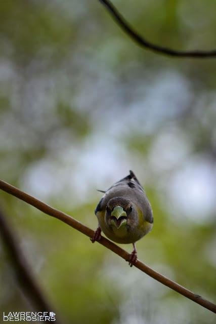 Gros-bec errant...