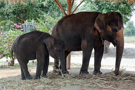 Sattahip Elephant mahout Project