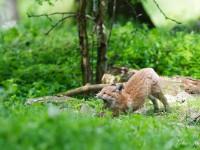 Renardeau qui s’étire de tout son long à la sortie du terrier familial…