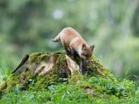 Une souche coupée constitue l’air de jeux rêvée pour ce jeune renardeau…