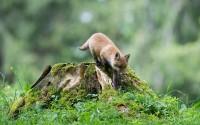 Une souche coupée constitue l'air de jeux rêvée pour ce jeune renardeau...