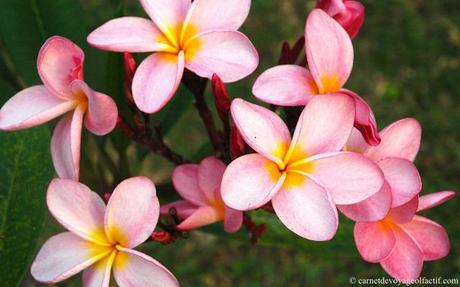 Roses fleurs de frangipaniers