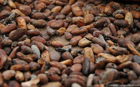 la profondeur des fèves de cacao