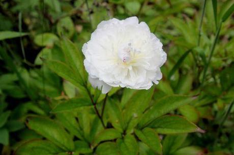paeonia 2 romi 17 juin 2013 021.jpg