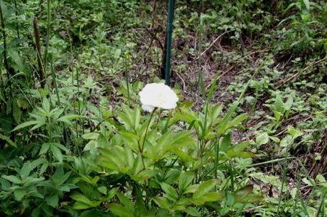 paeonia 1 romi 17 juin 2013 020.jpg