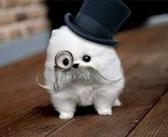 mustache dog