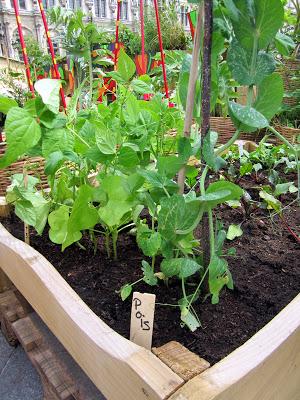 Au potager... [entre les gouttes]...!