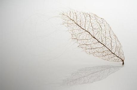 Jenine Shereos – Art Hair – leaf_02