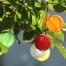  Guirlande solaire 10 Lampions-Watt & Home   Voici une guirlande solaire munie de 10 lampions colorés, idéale pour décorer jardin ou terrasse !    Prix indicatif : 9,90€     Voir le produit  