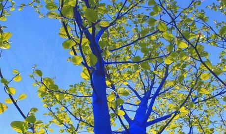 Les Arbres Bleus – Konstantin Dimopoulos Blue Trees