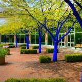 Les Arbres Bleus – Konstantin Dimopoulos Blue Trees - Vancouver 02