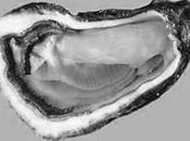 Marmite d’huîtres mirepoix légumes oeufs lump