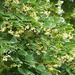 Cultiver un jardin qui attirera la vie