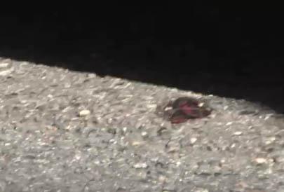 Nice : premier boulevard connecté au monde Nice : premier boulevard connecté au monde