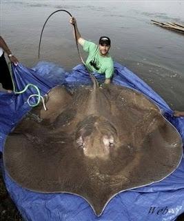 Mekong : Pêche d’une raie d’un diamètre de 3 mètres et 200 kg.