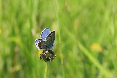 Pelouse de Troussey : la gente ailée