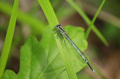 Pelouse de Troussey : la gente ailée