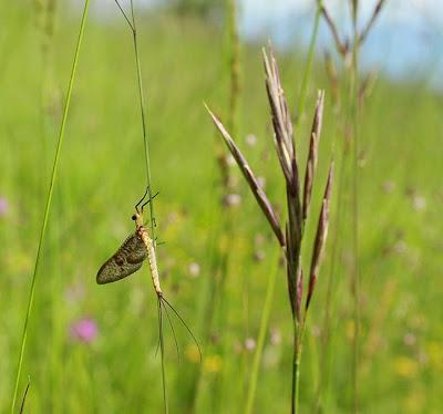 Pelouse de Troussey : la gente ailée