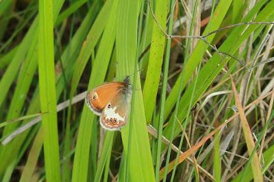 Pelouse de Troussey : la gente ailée
