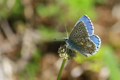 Pelouse de Troussey : la gente ailée