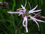 Silene flos-cuculi nutans