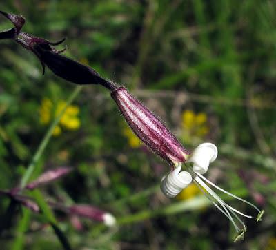 Silene flos-cuculi et Silene nutans
