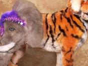 Amazing Portraits Netherland