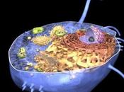 Simulation ordinateur l'immunité dans cellules