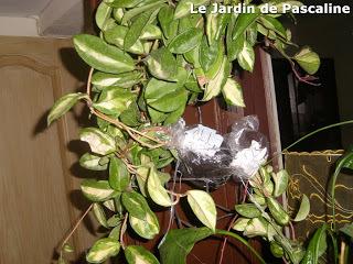 Multiplier le Hoya par marcottage aérienne