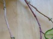 Multiplier Hoya marcottage aérienne