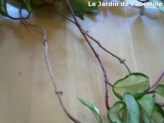 Multiplier le Hoya par marcottage aérienne